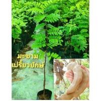 ราคา ต้นมะขาม เปรี้ยว สะใจ ยักษ์พันธุ์เเท้ ลูกดก ฝักใหญ่ ขนาด30 50 ซม ทนเเล้ง ยืนต้นทนแล้ง ไม่รดน้ำต้นมะขามก็ไม่เป็นอะไร ปลูกได้ทุกสภาพดิน สร้างรายได้ แปรรูปส่งขาย พ่อค้าแม่ค้าเข้ามารับซื้อเองถึงบ้าน 1 2 ป