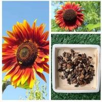 ราคา เมล็ดพันธุ์ ดอกทานตะวันแคระ สีแดง 50เมล็ด ออกดอกเร็ว ดอกใหญ่ ปลูกง่าย เมล็ดพันธุ์แท้100 พร้อมส่ง (10492117567)