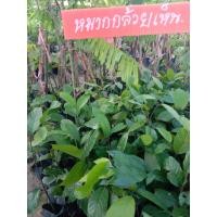 ราคา ต้นหมากกล้วยเห็นหรือต้นกล้วยอีเห็นไม้ป่าหายาก (9126840174)