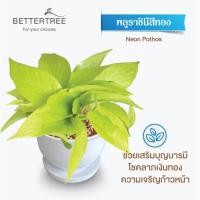 ราคา ต้นไม้พร้อมปลูก กระถางดินเผาสีขาว 3 5 นิ้วพร้อมจานรอง ฟรี หินตกแต่ง (21284434933)