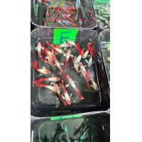 ราคา ปลาหางนกยูง สายพันธุ์ ยอดนิยมบ่อบัว ตู้ มีตัวเลือกในตัวสินค้า เลี้ยงง่ายโตไว พร้อม อาหารปลากินได้ทั้ง ปลาหางนกยูง ปลาสอด ปลาบอลลูน และ ปลาสวยงามทุกชนิด ฟรีทุกออเดอร์ (24952659899)