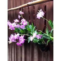 ราคา กล้วยไม้หวายแคระใส่ตะกร้อหวายพร้อมแขวน ขนาด3นิ้ว ติดดอกทุกต้น GreenTreeShop (10685587821)