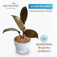 ราคา ต้นไม้พร้อมปลูก กระถางดินเผาสีขาว 3 5 นิ้วพร้อมจานรอง ฟรี หินตกแต่ง (24029930864)