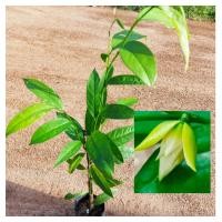 ราคา ต้นจำปูน ชำกิ่ง ขนาด70 80ซม ไม้ประดับดอกมีกลิ่นหอม (15795356302)