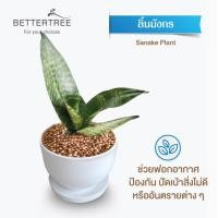 ราคา ต้นไม้พร้อมปลูก กระถางดินเผาสีขาว 3 5 นิ้วพร้อมจานรอง ฟรี หินตกแต่ง (24029930863)