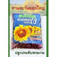 ราคา เมล็ดดอกทานตะวัน Sunflower แปซิฟิก อะควอร่า 6 ทานตะวันลูกผสม พันธุ์ฺดอกใหญ่ บรรจุ 50 กรัม 100 เมล็ด (431280468)