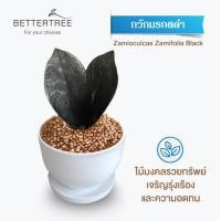 ราคา ต้นไม้พร้อมปลูก กระถางดินเผาสีขาว 3 5 นิ้วพร้อมจานรอง ฟรี หินตกแต่ง (24029930860)