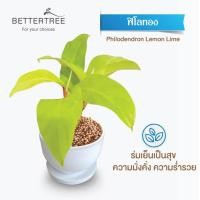 ราคา ต้นไม้พร้อมปลูก กระถางดินเผาสีขาว 3 5 นิ้วพร้อมจานรอง ฟรี หินตกแต่ง (24029930867)