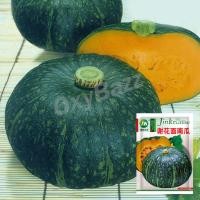 ราคา เมล็ดพันธุ์ฟักทองญี่ปุ่น เมล็ดฟักทองญี่ปุ่น 20เมล็ด Japanese Pumpkin Seeds (8874693746)