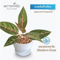 ราคา ต้นไม้พร้อมปลูก กระถางดินเผาสีขาว 3 5 นิ้วพร้อมจานรอง ฟรี หินตกแต่ง (21284434929)