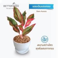 ราคา ต้นไม้พร้อมปลูก กระถางดินเผาสีขาว 3 5 นิ้วพร้อมจานรอง ฟรี หินตกแต่ง (24029930858)