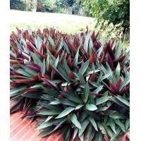 ราคา ว่านกาบหอย ว่านกาบหอยแครง ดูแลง่าย เป็นพืชคลุมดินอย่างดี 1 ชุดมี 10 ต้น แถมฟรี 5 ต้น (9403291499)