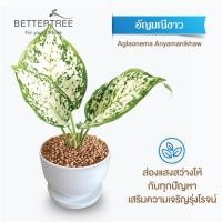 ราคา ต้นไม้พร้อมปลูก กระถางดินเผาสีขาว 3 5 นิ้วพร้อมจานรอง ฟรี หินตกแต่ง (21284434924)
