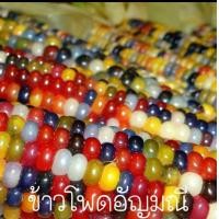 ราคา เมล็ดพันธุ์ ข้าวโพดพลอย ข้าวโพดอัญมณี Glass Gem Corn Seed 40 เมล็ด เมล็ดพันธุ์แท้100 นำเข้าจากต่างประเทศ ปลูกผักสวนครัว (22957907747)