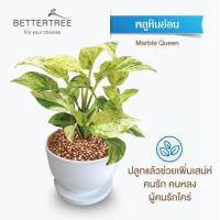 ราคา ต้นไม้พร้อมปลูก กระถางดินเผาสีขาว 3 5 นิ้วพร้อมจานรอง ฟรี หินตกแต่ง (24029930866)