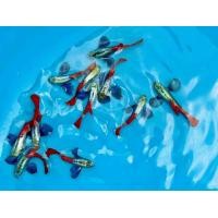 ราคา อาหารปลาหางนกยุงหูช้างเรทเทล เกรดA คู่ผู้เมีย dumbo red tail guppy สายท้อปวิว ฟูโกล guppy full red full gold อาหารปลา koiguppy ส่งไวใน24ชั่วโมง ส่งด่วน (24760649642)