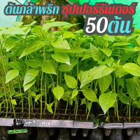 ราคา ต้นกล้าพริก ซุปเปอร์ธันเดอร์ 50 ต้น พริกจินดา พริกขี้หนูชี้ฟ้า พริกจินดาแดง พริกจินดาเขียว ต้นอ่อนพริกขี้หนู ต้นอ่อนพริก (19929283211)