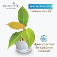 ราคา ต้นไม้พร้อมปลูก กระถางดินเผาสีขาว 3 5 นิ้วพร้อมจานรอง ฟรี หินตกแต่ง (24029930865)