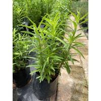 ราคา ทารากอน tarragon 1ใน 4 ราชันสมุนไพร (9669946355)