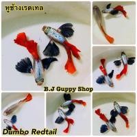 ราคา ปลาหางนกยูง หูช้างเรดเทล ยอดนิยมบ่อบัว ตู้ มีตัวเลือกในตัวสินค้า เลี้ยงง่ายโตไว พร้อม อาหารปลากินได้ทั้ง ปลาหางนกยูง ปลาสอด ปลาบอลลูน และ ปลาสวยงามทุกชนิด ฟรีทุกออเดอร์ (24945460561)