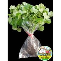 ราคา กัญชาแมว ตำแยแมว ต้นกล้าสำหรับปลูก บรรจุ20ต้น (17910651095)