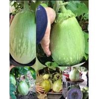 ราคา เมล็ดพันธุ์มะเขือเปราะยักษ์ ภูพาน ลูกใหญ่ที่สุดในไทย ปลูกง่ายโตเร็ว อายุเก็บเกี่ยว60 วัน (23149174031)