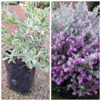 ราคา ต้นนีออนใบเงิน ถุงไซน์ใหญ่ ไม้ประดับพุ่มใบสวยดอกสวย (24212683395)