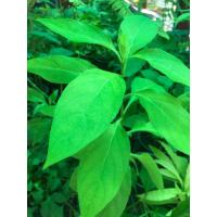 ราคา ต้นอังกาบหนู ดอกเหลือง สมุนไพรยอดฮิต (695272525)