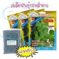 ราคา เมล็ดพันธุ์ กะหล่ำดาว 3ซอง แถมปุ๋ยฟรี (209423949)
