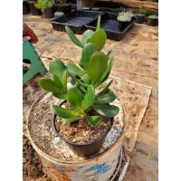 ราคา ต้นคลาสซูล่า Crassula Ovata หรือ Jade Plant ต้นไม้สวรรค์ หรือ ต้นใบเงินใหญ่ มีหลายขนาดให้เลือก (13465306212)