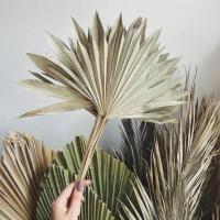 ราคา ใบตาลแห้ง ใบตาลสด จากธรรมชาติ (21371197670)