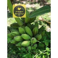 ราคา กล้วยหักมุกทอง หน่อกล้วยหักมุกทอง (16335640038)