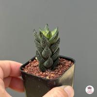 ราคา รวมอโลและฮาโวเทีย Mix Aloe Haworthia หลายสายพันธุ์ ส่งทั้งกระถาง cactus succulent (18662750096)