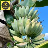 ราคา กล้วยหักมุกนวล หน่อกล้วยหักมุกนวล (16216211969)