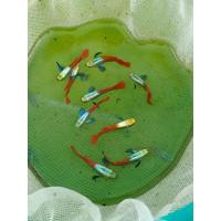 ราคา ยอดฮิต ปลาหางนกยูง หูช้างเรดเทล สวยๆพร้อมส่ง (25042965687)