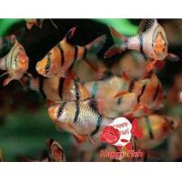 ราคา อาหารสำหรับปลา ปลาเสือสุมาตรา เซ็ท 3ตั ว 6ตั วแถม1 มีประกันสินค้า อาหารเสริมสร้างสุขภาพปลา (24504950836)