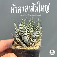 ราคา รวมอโลและฮาโวเทีย Mix Aloe Haworthia หลายสายพันธุ์ ส่งทั้งกระถาง cactus succulent (18662750087)