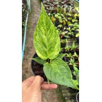 ราคา โชคเก้าชั้นด่าง ไม้เมล็ด (22897997851)