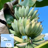 ราคา หน่อกล้วยหักมุกนวล กล้วยหักมุกนวล (19959810750)