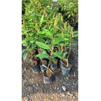 ราคา ต้นทุเรียนมูซังคิง (22715073526)