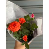 ราคา กุหลาบหนูสีส้ม กุหลาบแคระ ต้นจิ๋ว ส่งแบบติดดอก จัดส่งทั้งกระถาง 3 นิ้ว (16807533590)