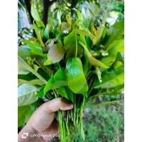 ราคา ยอดใบมันปู เก็บสดก่อนส่ง ผลิตจากสวนออแกนิกปราศจากสารเคมี ใหม่ สด สะอาด น้ำหนัก 300 กรัม (21053546302)