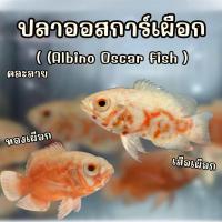 ราคา ปลาออสการ์ Albino Tiger Oscar fish 1ตัว คละลาย เสือเผือก ทองเผือก ปลาสวยงาม (24958318519)