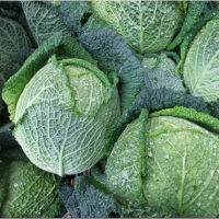 ราคา เมล็ดพันธุ์ กะหล่ำปลีซาวอย Savoy Cabbage Seed บรรจุ 300 เมล็ด คุณภาพดี ราคาถูก ของแท้ 100 (1988514682)