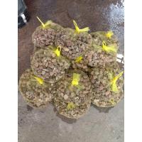 ราคา หินภูเขาไฟ สำหรับใส่ ระบบกกรองตู้ปลา กรองบ่อปลา 1ถุง (16684802685)