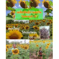 ราคา เมล็ดพันธุ์ทานตะวัน อะควอร่า6 โชว์ดอกสวยงาม ทนแล้ง ให้ผลผลิตสูง (14112798829)