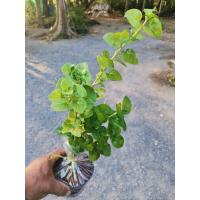 ราคา ผักเป็ดญี่ปุ่น Brazilian Spinach วอเตอร์เครสฮาวาย วอเตอร์เครส วอเตอร์เครสฮาวาย ใบใหญ่ ผักสลัด ใบใหญ่ ส่งพร้อมถุงกระถาง 4 นิ้ว (19143614960)