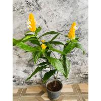 ราคา ต้นเหลืองคีรีบูนออกดอกทั้งปีเลี้ยงง่าย (10089815948)