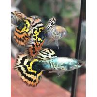 ราคา ปลาหางนกยูง สายพันธุ์ ยอดนิยมบ่อบัว ตู้ มีตัวเลือกในตัวสินค้า เลี้ยงง่ายโตไว พร้อม อาหารปลากินได้ทั้ง ปลาหางนกยูง ปลาสอด ปลาบอลลูน และ ปลาสวยงามทุกชนิด ฟรีทุกออเดอร์ (24952659892)