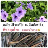 ราคา เมล็ดเป๊าะแป๊ะ ฝัก ดอกต้อยติ่ง เมล็ดต้อยติ่ง ต้อยติ่งไทย ของเล่นโบราณ สมุนไพร (19493947241)